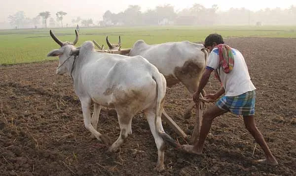 agriculture